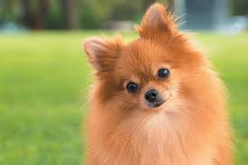 What To Know About The Small But Mighty Pomeranian Doglover Dog Dogs Pets Dogsoftwitter Puppies Pomeranian Dog Dog Breeds Puppies