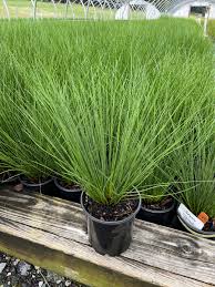 Image result for Juncus