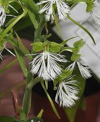 Image result for Habenaria macrostele
