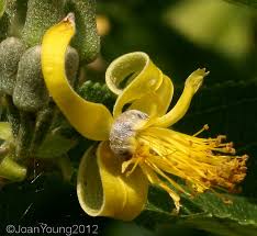 Image result for Grewia flavescens