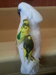 Wonderful Birds Birds Animal Wonderfulbirds 앵무새 새 동물