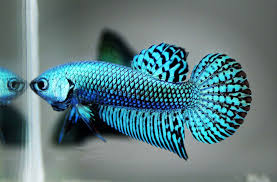 Live Betta Fish Hybrid Alien Green Turquoise Grade Aaa 139 Fish Aquariums Betta Fish Types Betta Pet Fish