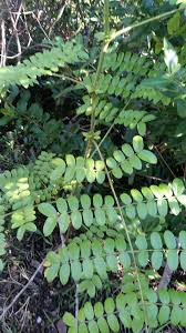 Image result for Guilandina bonduc