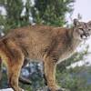 Cuenta oficial del equipo varonil del club universidad nacional, ¡méxico, pumas, universidad! 3