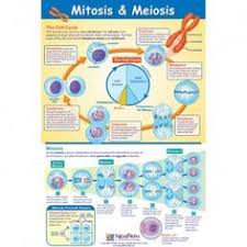Mitosis Meiosis Poster Laminated Meiosis Mitosis Mitosis Meiosis