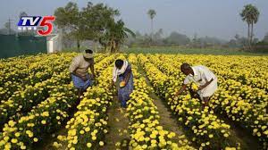 Marigold Flower And Chapata Mirchi Cultivation Annapurna Tv5 News Youtube