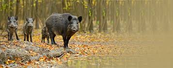 Die erste begegnung im garten: Calw Wildschweine Wuten In Garten In Hirsau Calw Schwarzwalder Bote