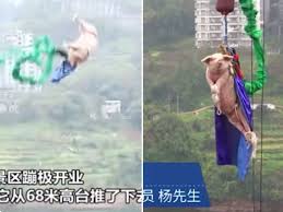 Over 100 people died by doing bungee jumping. Pig Bungee Jump Chinese Theme Park Tries To Attract Visitors