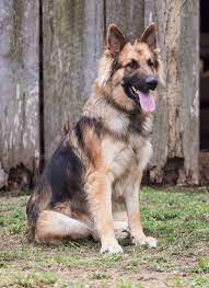 Although this is true, the black and tan coloration is actually one of the recessive genes when it comes to coloration. Pin On German Shepherds
