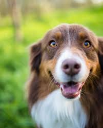 22 Healthiest Dog Breeds With Long Lifespans In 2020 Healthiest Dog Breeds Australian Sheep Dogs Australian Shepherd Puppies