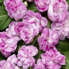 Image result for Impatiens warburgiana