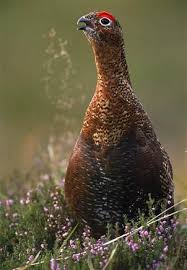 Birds That Lay Eggs On The Ground Ontario Pin On God S Creation Birds
