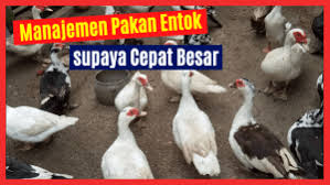 Manajemen Pakan Entok Supaya Cepat Besar 13 Ternak Entok Cepat Besar Jual Ayam Hias Peternakan Gambar