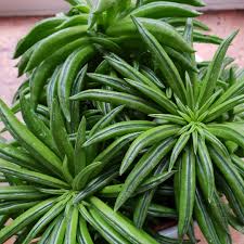 Each plant, to enhance its beauty, should be individually selected a unique pot, pot or casing available in our store. Peperomia Ferreyrae Happy Bean In Gardentags Plant Encyclopedia