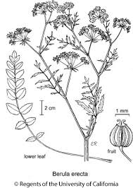 Image result for Berula erecta
