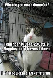 To Each Their Own Cat Vet Funny Vet Tech Humor Veterinary Humor