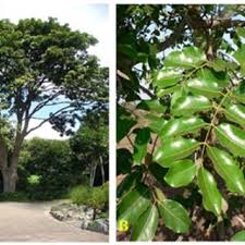 Image result for Khaya grandifoliola