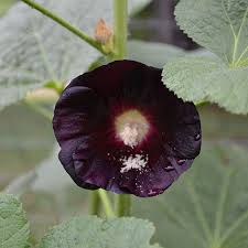 Image result for Alcea rosea