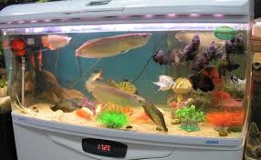 Memang memelihara air tawar bisa menjadi hobi yang sangat menyenangkan. Inilah Cara Merawat Ikan Arwana Di Dalam Aquarium Budidaya Ikan Mas Koki