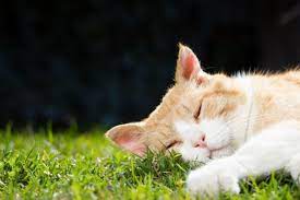 All About Ginger Cats Facts Lifespan And Intelligence