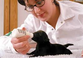 WALTHAM® pocket book of puppy nutrition and care