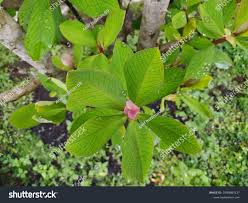 Image result for Euphorbia grantii