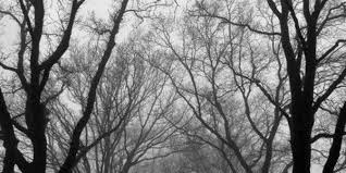 Black And White Aesthetic Twitter Header Trees Twitter Header White Twitter Header Twitter Header Twitter Cover Photo