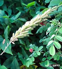 Image result for Indigofera kirkii