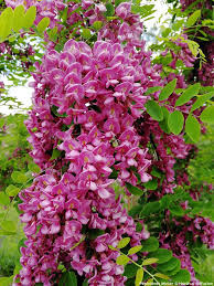 Image result for Margaretta rosea