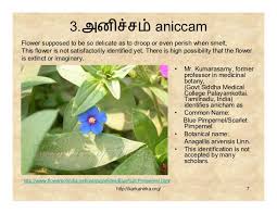 All flower names hindi and english list. 99 Tamil Flowers