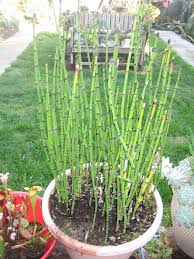 Image result for Equisetum