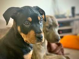 Find golden retriever dogs and puppies from michigan breeders. Adopted And Foster Pets Bring Comfort And Companionship During Time Of Coronavirus East Lansing Info