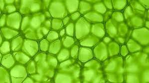 Open me!!liquid chlorophyll benefits for natural hair!is the best supplement for hair growth!!?!can liquid chlorophyll increase hair growth!?first things fi. Benefits Of Chlorophyll Naturallycurly Com