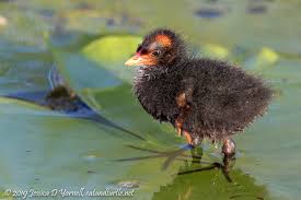 It breeds from alaska and newfoundland south to florida, the gulf of mexico, mexico, and guatemala, with isolated populations in western el salvador, northwestern honduras, and northwestern costa rica. Central Florida Backyard Bird Identification
