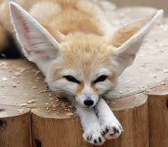 Col Fennec Tilkisi Unusual Animals Cute Endangered Animals Endangered Animals