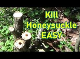 Honeysuckle vines flower abundantly during the transition from spring to summer with many offering an intoxicating scent. How To Kill Honeysuckle For Good Fast And Easy Youtube