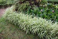 Image result for Chlorophytum galpinii
