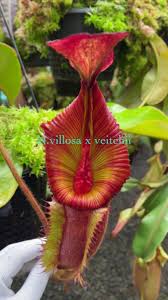 アンティーク ヴィンテージ 【作家物】アフロディーテ シェルカメオ SILVER ブローチ マーカサイト