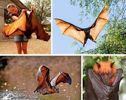 It has a wingspan of about 1.5 metres (5 feet) and weighs up to 1.2 kilograms (2.5 lb). Giant Golden Crowned Flying Fox Bat Is One Of The World S Largest Bats Damnthatsinteresting