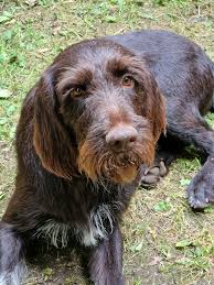 Image result for maďarský ohař drátosrstý