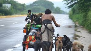 Train your dog to walk on the leash without pulling. I Saw A Man Who Walks With A Trolley Around Mexico Saving Hundreds Of Homeless Dogs And His Story Touched Me Bored Panda