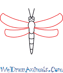 How To Draw A Dragonfly Pandabeer stap voor stap tekenen. how to draw a dragonfly