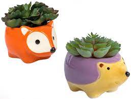 Xerosicyos are actually a climbing succulent so be prepared to leave a little headroom wherever you display them! What Interior Designers Would Buy At Dollar Tree This Month