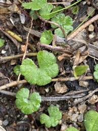 Image result for Hydrocotyle sibthorpioides