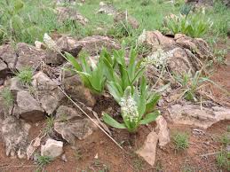 Image result for Schizocarphus nervosus