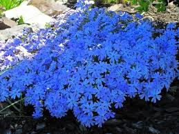 Wozu Klassische Bodendecker Garten Haus Garten Zenideen Garten Bepflanzen Bodendecker Pflanzen