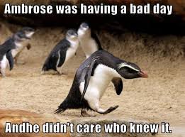 Funny Animals With Captions Penguins Funny Funny Animals Animal Captions