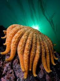 Growth of the sea star begins rapidly, but slows as the. Sunflower Sea Star Miks Pics Sea Life Lll Board Http Www Pinterest Com Msmgish Sea Life Lll Sea Creatures Deep Sea Sea World