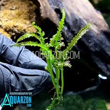 Image result for Bolbitis