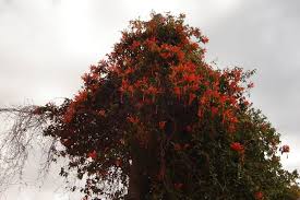 Image result for Combretum microphyllum